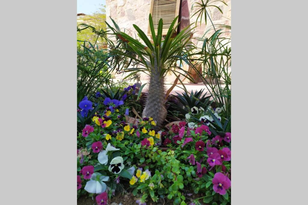 Апартаменти Eilat Stone - Patio אבן אילת - פטיו Екстер'єр фото